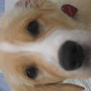 Blanding af racer Bella