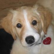 Blanding af racer Bella