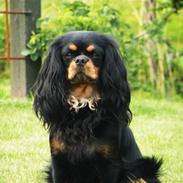 Cavalier king charles spaniel - Chilli - 3 år