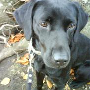 Labrador retriever Berry Wallstreet 