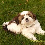 Shih tzu Lucca