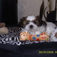 Shih tzu Lucca
