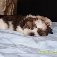Shih tzu Lucca