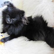 Pomeranian Nala