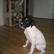 Blanding af racer Malou