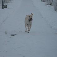 Labrador retriever Buller