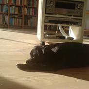 Blanding af racer Victor