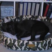 Blanding af racer Victor