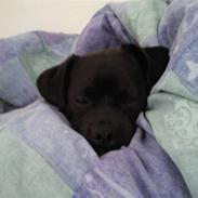 Blanding af racer Victor