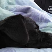 Blanding af racer Victor