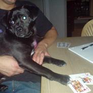 Blanding af racer Victor