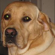 Labrador retriever Balder