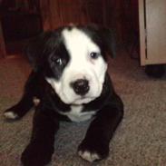 Amerikansk staffordshire terrier Emily 