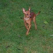 Dvaergpinscher Kayla