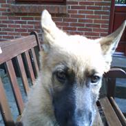 Schæferhund Aslan