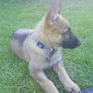 Schæferhund Aslan