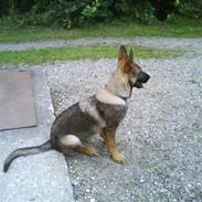 Schæferhund Aslan