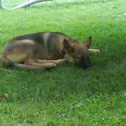 Schæferhund Aslan
