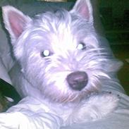 West highland white terrier Gizmo