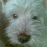 West highland white terrier Gizmo