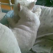 West highland white terrier Gizmo