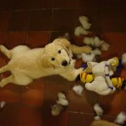 Golden retriever Thomsen