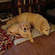 Golden retriever Thomsen