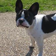 Fransk bulldog Molly