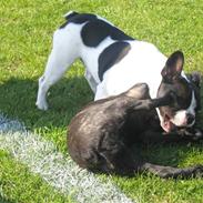 Fransk bulldog Molly