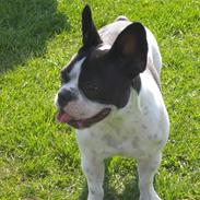 Fransk bulldog Molly