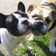 Fransk bulldog Molly