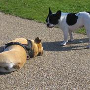 Fransk bulldog Molly