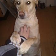 Blanding af racer Nana