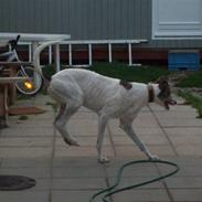 Greyhound Trunte  ^^ DØD ^^