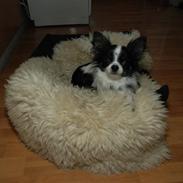 Chihuahua Mowgli
