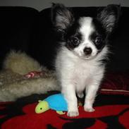 Chihuahua Mowgli