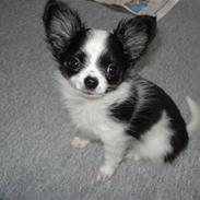 Chihuahua Mowgli