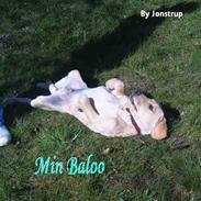 Labrador retriever Baloo <3