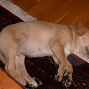 Labrador retriever Baloo <3