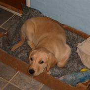 Labrador retriever Baloo <3