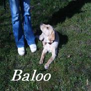 Labrador retriever Baloo <3