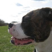 Amerikansk bulldog Cassiopeia