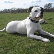 Amerikansk bulldog Cassiopeia
