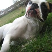 Amerikansk bulldog Cassiopeia