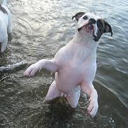 Amerikansk bulldog Cassiopeia