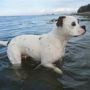 Amerikansk bulldog Cassiopeia