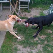 Blanding af racer Nana