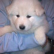Samojedhund Fnug