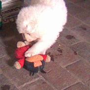Samojedhund Fnug