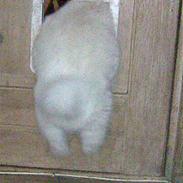 Samojedhund Fnug